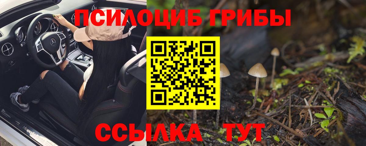 Псилоцибиновые грибы Cubensis  Вход с VPN  Бердск 